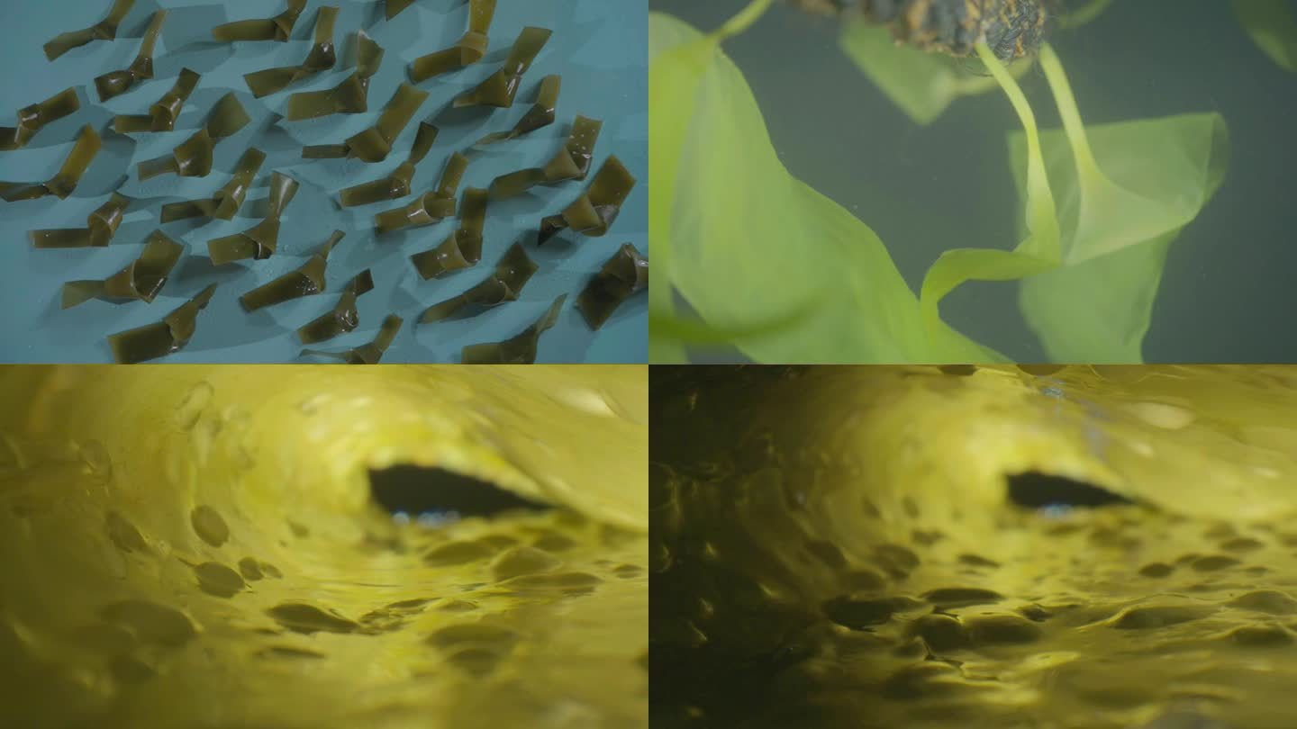海带 水下拍摄 棚拍 光影 海带结海带苗