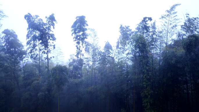 大风吹动竹林