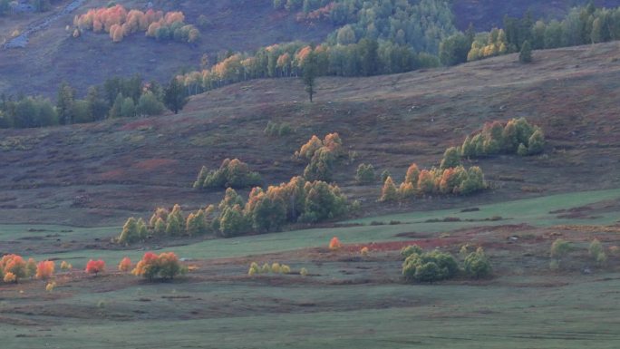 航拍秋天新疆禾木村草原上的红叶