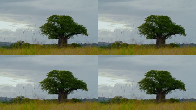 在坦桑尼亚的稀树大草原上，一棵孤独的猴面包树