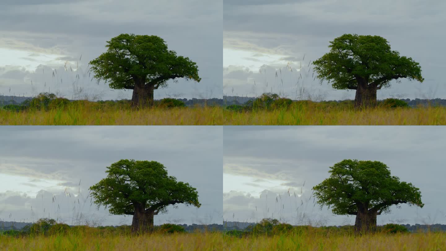 在坦桑尼亚的稀树大草原上，一棵孤独的猴面包树
