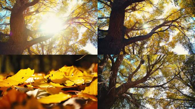 秋天阳光大树林间金色落叶特写