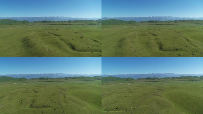 大草原航拍 吃草的马 大远景 草原-