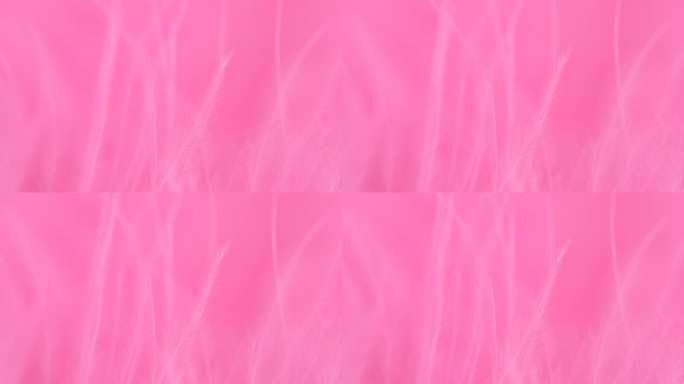 粉色羽毛特写。选择性对焦，慢动作羽毛背景。宏。粉色蓬松背景