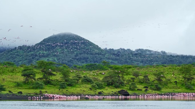 在坦桑尼亚的一个自然公园里，一群火烈鸟飞过一片沼泽地