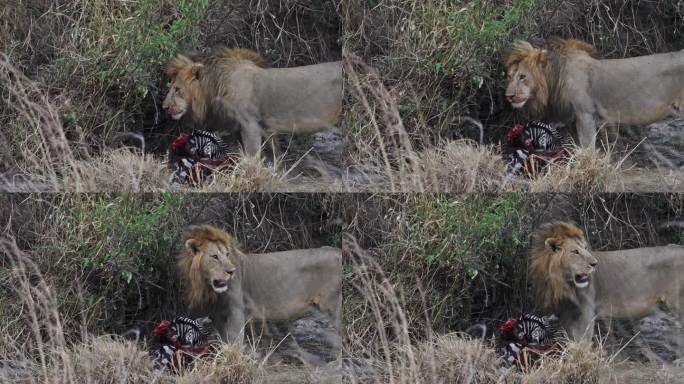 在马赛马拉国家保护区，雄狮正在吃斑马