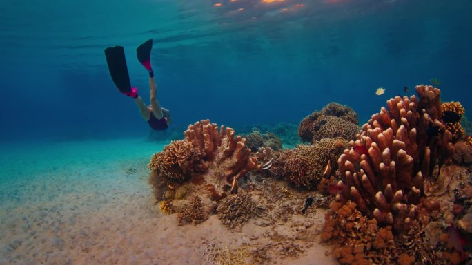 一名身穿粉色潜水服的女子在日落时分在印度尼西亚科莫多国家公园的珊瑚礁附近游泳，探索水下世界