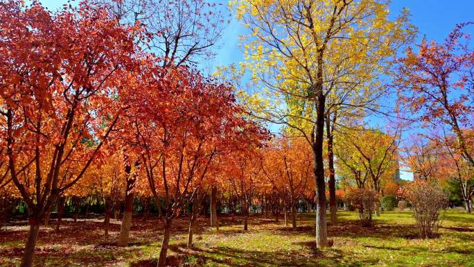 五彩斑斓的秋天树林