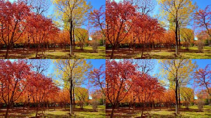 五彩斑斓的秋天树林