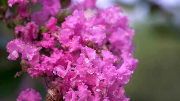 紫薇花夏天唯美清新雨露水珠露珠观赏植物