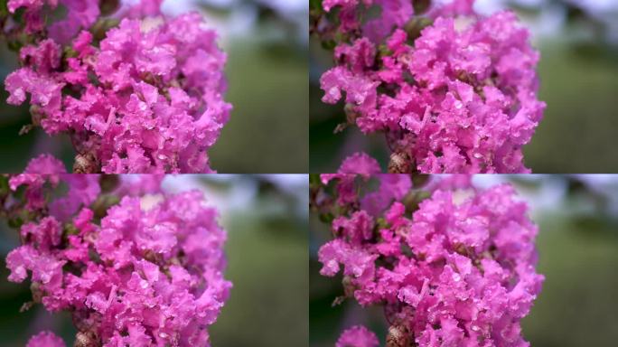 紫薇花夏天唯美清新雨露水珠露珠观赏植物