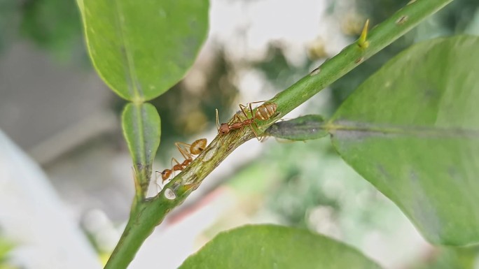 红蚁或织布蚁从蚜虫中寻找蜜露的宏观视图