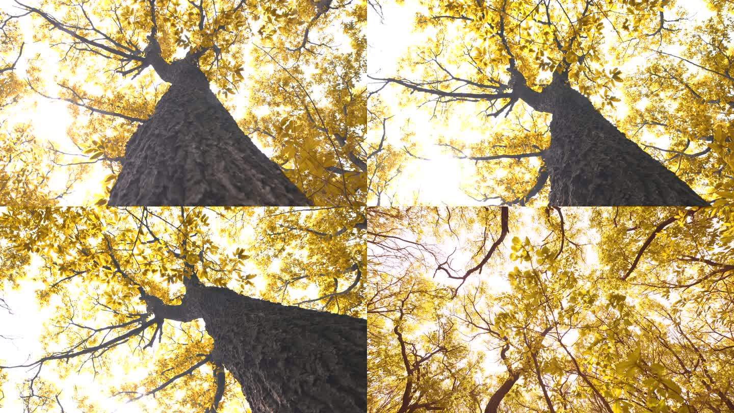 金黄的树叶 秋天树叶 秋天 秋季