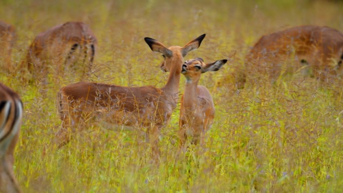 一群黑斑羚在坦桑尼亚的绿地上吃草