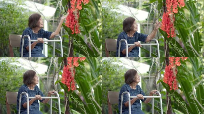 在花园里微笑的老妇人。开心的老女人坐在阳台上，捧着家里的红玉藤花。