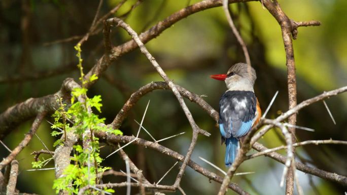 一只五颜六色的鸟栖息在坦桑尼亚的树枝上