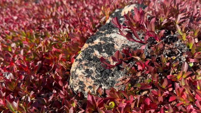 Immikkeertikajik岛上秋天的北极柳(Salix arctica)。Scoresbysu