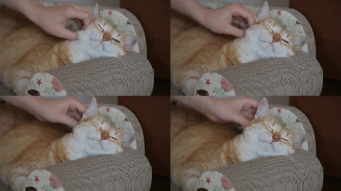 小女孩坐在床上抚摸红猫，宠物之爱。孩子抚摸和抚摸可爱的小猫。缓解压力动物疗法。贴心的女人抚摸和拥抱床
