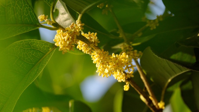 唯美桂花桂花树桂花飘落桂花花茶金桂丹桂