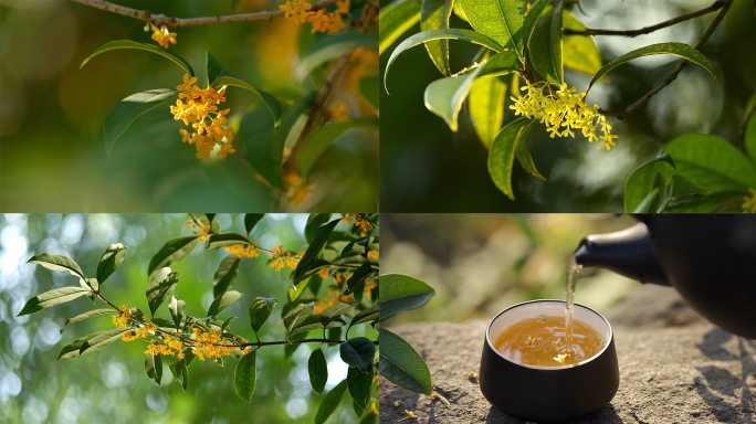 唯美桂花桂花树桂花飘落桂花花茶金桂丹桂