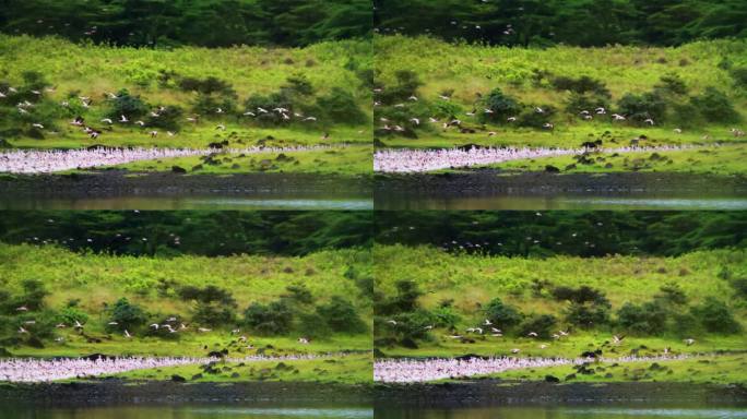 在坦桑尼亚的一个自然公园里，一群火烈鸟在沼泽地里涉水