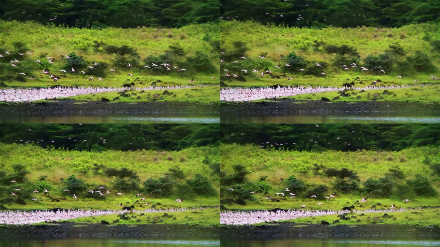 在坦桑尼亚的一个自然公园里，一群火烈鸟在沼泽地里涉水