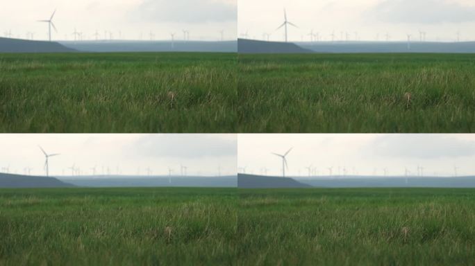 大草原风力发电