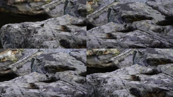 山间岩石的小鸟   一只动来动去的小鸟