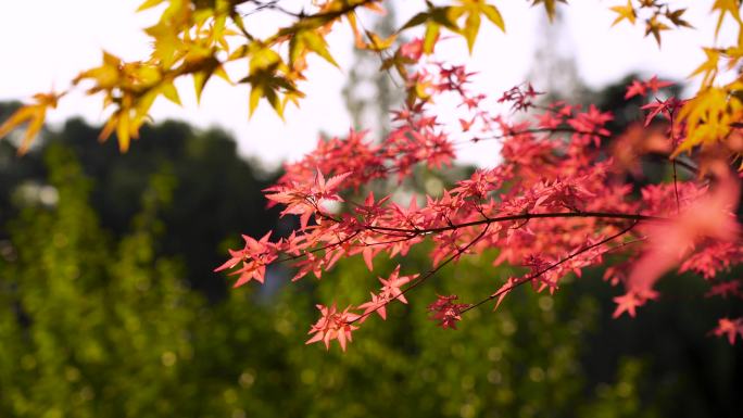 秋天江南园林庭院里逆光明亮的红枫