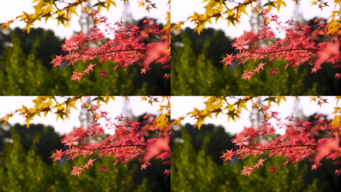 秋天江南园林庭院里逆光明亮的红枫