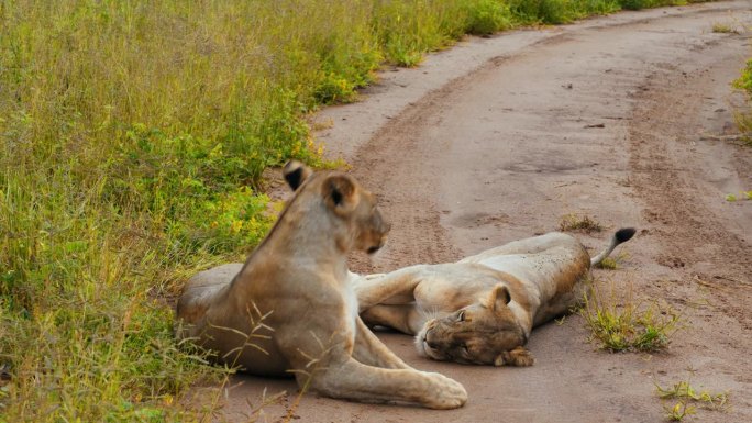 坦桑尼亚，萨凡纳，两只母狮在草地上的土路上休息