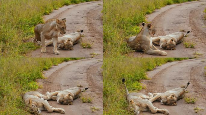 坦桑尼亚，萨凡纳，两只母狮在草地上的土路上休息