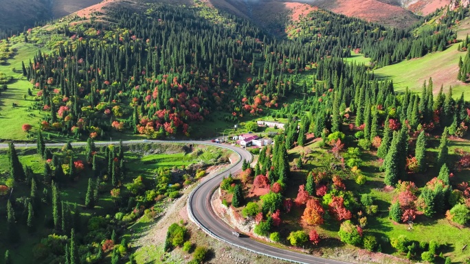 森林公路美景