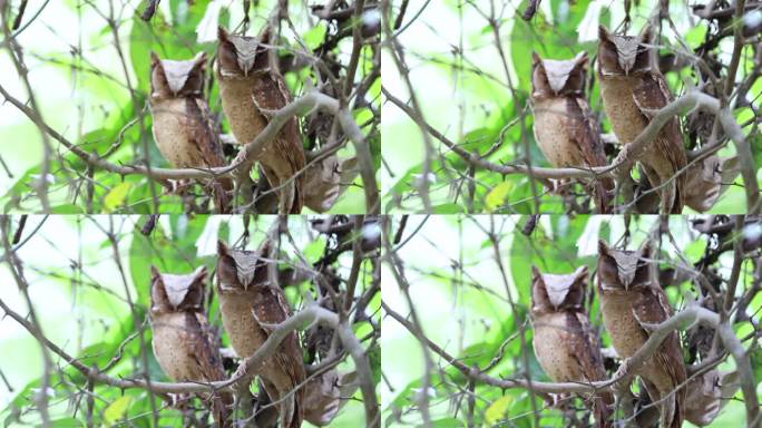 夜行鸟:一对成年雄性和雌性白额鸮。