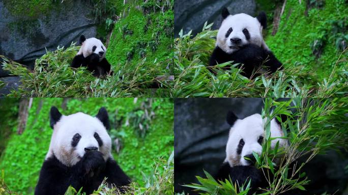 可爱大熊猫吃竹叶