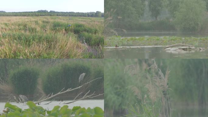 黄河湿地 湿地鸟