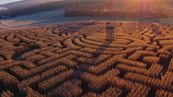 万圣节的玉米迷宫在农场在宾夕法尼亚州，波克诺斯地区在秋天初升的太阳的光。航拍视频与平移轨道摄像机运动