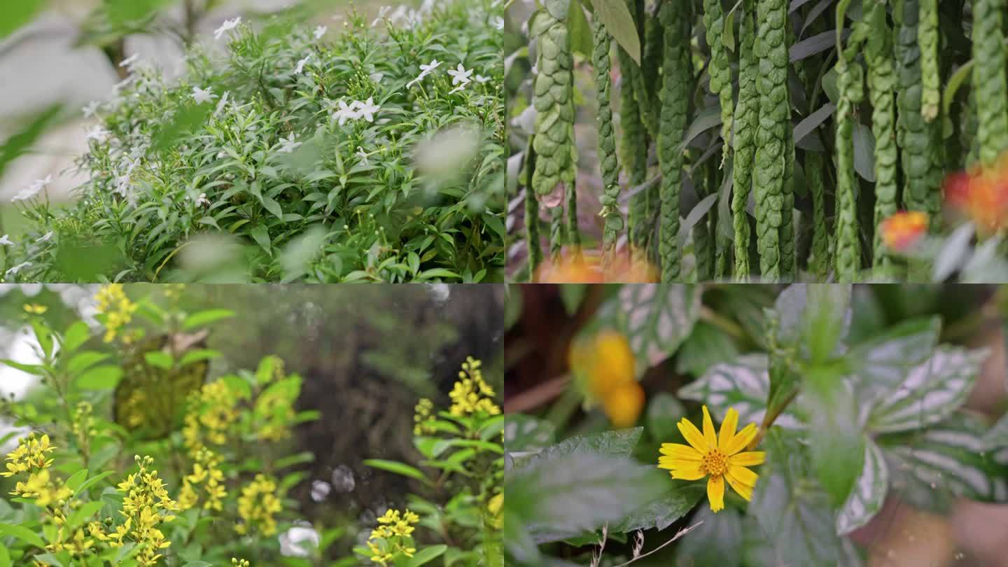 清晨-露水-花卉-植物-花朵-蝴蝶-蜜蜂