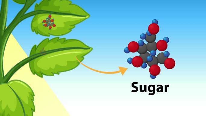 植物光合作用:生物科学动画