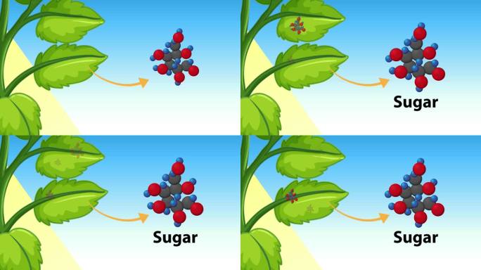 植物光合作用:生物科学动画