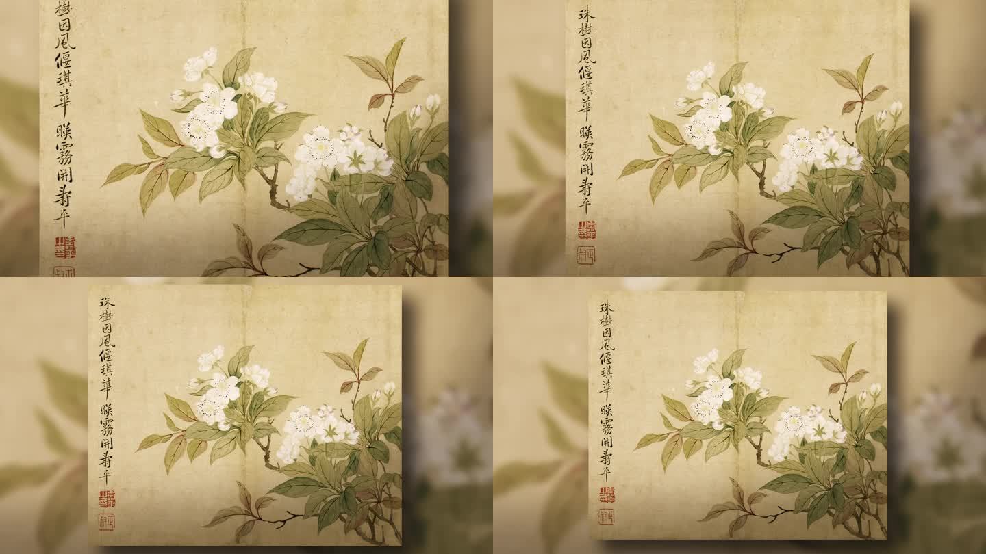 【含ae工程】恽寿平 花卉图册之三·梨花