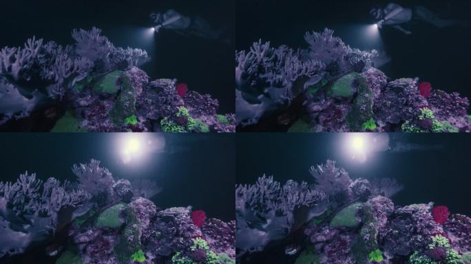 夜间自由潜水，紫外线照射下珊瑚闪闪发光。一名自由潜水者手持火炬在水下游泳，观察在紫外线下发光的珊瑚礁