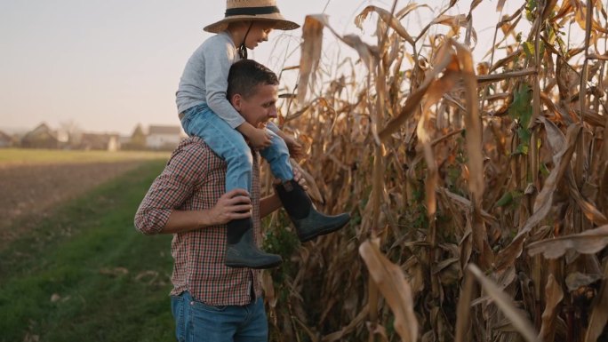 阳光灿烂的日子里，农夫扛着儿子在田里摘玉米芯