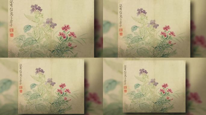 【含ae工程】花卉图册之四·豆花石竹