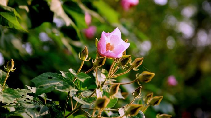 芙蓉花 木莲 4k升格慢镜