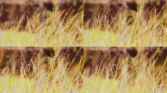 草原草在微风中摇曳的镜头