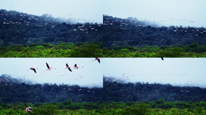 在坦桑尼亚的一个自然公园里，一群火烈鸟飞过热带森林