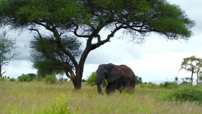在坦桑尼亚的大草原上，一头非洲象正在吃草