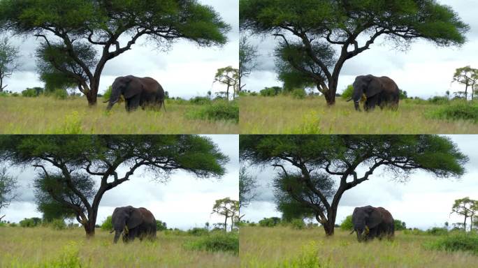 在坦桑尼亚的大草原上，一头非洲象正在吃草