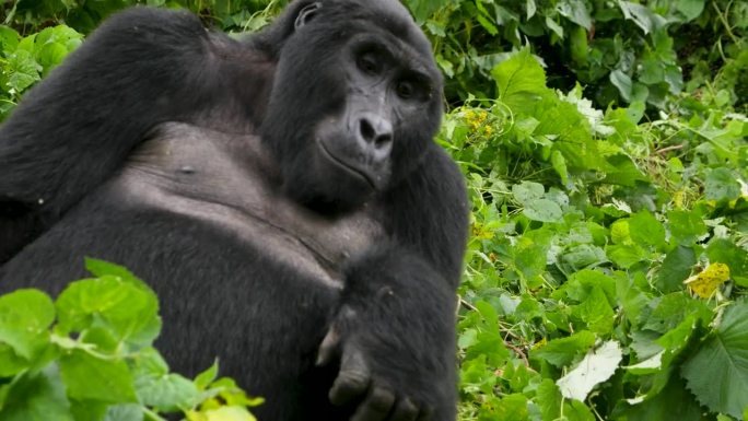 这是一只濒临灭绝的银背山地大猩猩的特写镜头，它生活在非洲乌干达布温迪密林国家公园的自然丛林栖息地中。